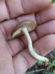 Entoloma