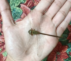 Triacanthagyna septima