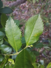 Laureliopsis philippiana