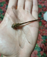 Triacanthagyna septima