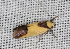 Crepidosceles exanthema