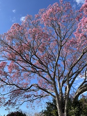 Tabebuia rosea