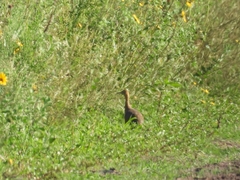 Rhynchotus rufescens