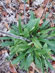 Lithospermum