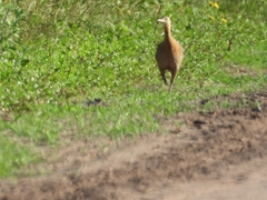 Rhynchotus rufescens