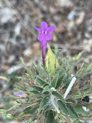 Ruellia inundata