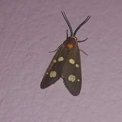 Dysauxes famula