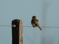 Polystictus pectoralis