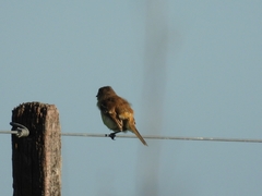 Polystictus pectoralis