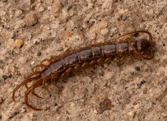 Lithobius forficatus