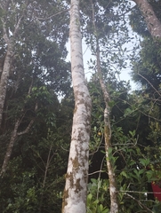 Laureliopsis philippiana