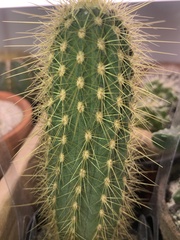 Vatricania guentheri