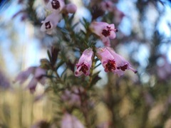 Erica australis