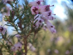 Erica australis