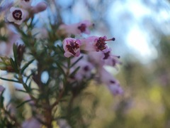 Erica australis