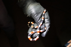 Micruroides euryxanthus