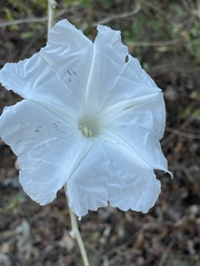 Ipomoea pauciflora