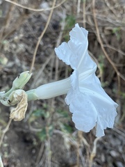 Ipomoea pauciflora