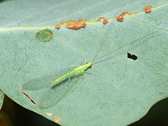 Apertochrysa edwardsi
