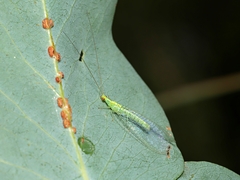 Apertochrysa edwardsi