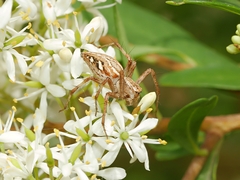 Oxyopes amoenus