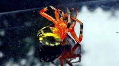 Araneus guttatus