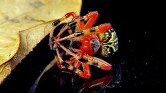 Araneus guttatus