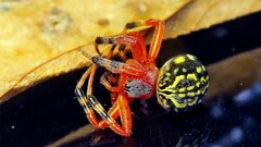 Araneus guttatus