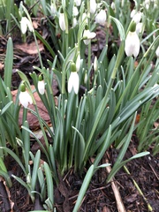 Galanthus