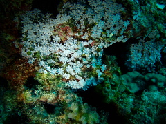 Tubiporidae