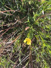 Crocanthemum scoparium