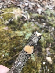 Perenniporia