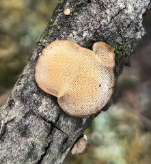 Perenniporia