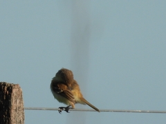Polystictus pectoralis
