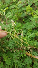 Indigofera microcarpa