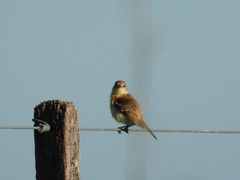 Polystictus pectoralis