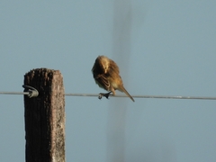 Polystictus pectoralis
