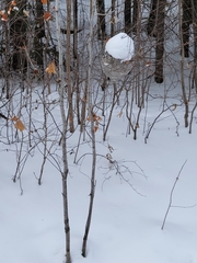 Dolichovespula maculata