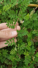 Indigofera microcarpa