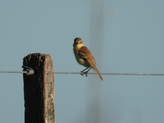 Polystictus pectoralis