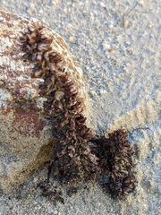 Aphyllon cooperi