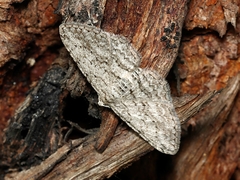 Phelotis cognata