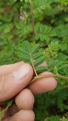 Indigofera microcarpa