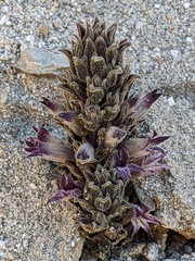 Aphyllon cooperi
