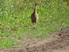 Rhynchotus rufescens