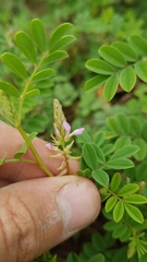 Indigofera microcarpa