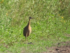 Rhynchotus rufescens