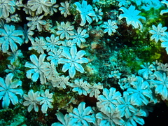Tubiporidae