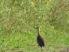 Rhynchotus rufescens