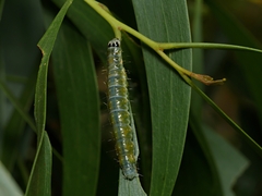 Cryptoptila immersana